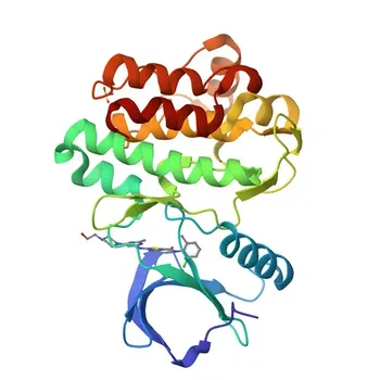 Anti-BMX Polyclonal Antibody for WB, ELISA - P51813
