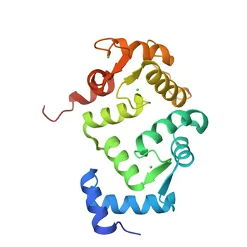 Anticorpo Monoclonal de Coelho Anti-Hippocalcina (HPCA) para WB, ELISA - P84074