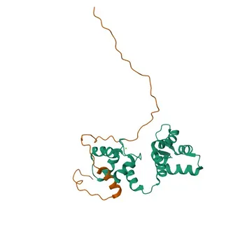 Anti-TRPV5 Polyclonal Antibody (Rabbit) for WB, IHC-P, ELISA - Q9NQA5