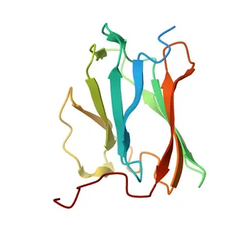 Anti-Lamin B2 Polyclonal Antibody for WB, IHC-P, IF/ICC, ELISA - Q03252