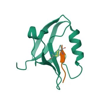 Anti-Glycophorin C (GYPC) Monoclonal Antibody for WB, IHC-P, ELISA - P04921