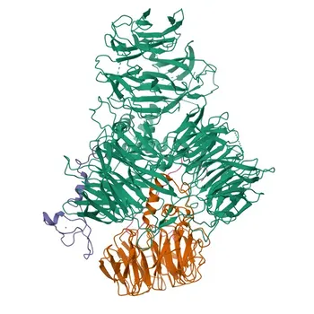 Anti-CPSF2 Polyclonal Antibody for WB, ELISA - Q9P2I0