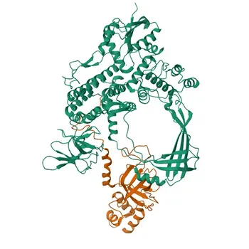 Anticorpo Policlonale di Coniglio Anti-TDRD3 per WB ed ELISA - Q9H7E2