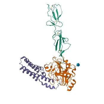 Anticorpo policlonale anti-C1R per IF/ICC ed ELISA - P00736