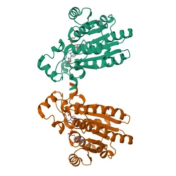 Anti-DCXR Polyclonal Antibody for WB and ELISA - Q7Z4W1