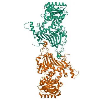 Anti-H6PD Rabbit Polyclonal Antibody for WB, ELISA - O95479