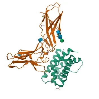 Anticorpo Policlonal Anti-IFNL1 para WB, IHC-P, ELISA - Q8IU54
