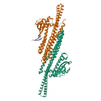 Anti-SNX1 Rabbit pAb for WB - Q13596