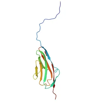 Anti-MYBPC2 Rabbit Polyclonal Antibody for WB, IHC-P, ELISA - Q14324