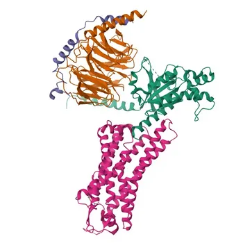 Anticorpo Policlonale Anti-PAR2 da Coniglio per WB, IF/ICC, ELISA - P55085
