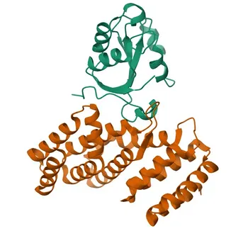 Anticorpo Policlonale Anti-PAIP1 per WB, ELISA - Q9H074