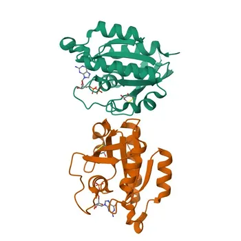 Anti-RAB5B Rabbit Polyclonal Antibody for WB, IF/ICC, IF-P, ELISA - P61020