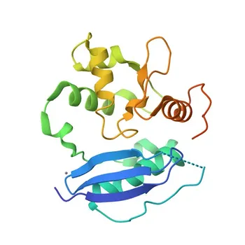 Anti-MGMT Rabbit Monoclonal Antibody for WB, ELISA - P16455