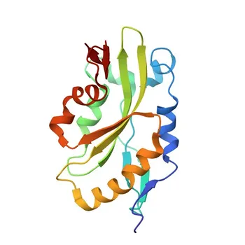 Anti-CFL2 Rabbit Polyclonal Antibody for WB, IF/ICC, ELISA - Q9Y281