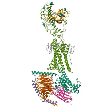 Anticorpo Policlonico de Coelho Anti-TSHB para IHC-P, IF/ICC, ELISA - P01222