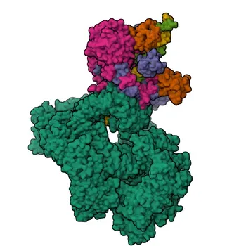 Anti-TERF2IP Polyclonal Antibody for WB, IF/ICC, ELISA - Q9NYB0