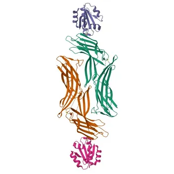 Anti-TXNIP Rabbit Polyclonal Antibody for WB, IF/ICC, ELISA - Q9H3M7