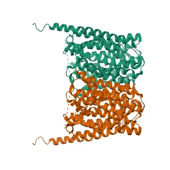 Anti-SLC16A7 (MCT2) Rabbit Polyclonal Antibody for WB, ELISA - O60669