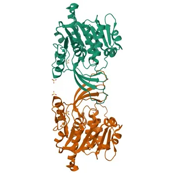 Anti-KHK Rabbit Polyclonal Antibody for WB, ELISA - P50053