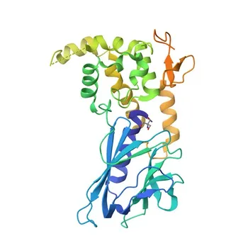 Anti-NEIL1 Rabbit Polyclonal Antibody for WB, ELISA - Q96FI4