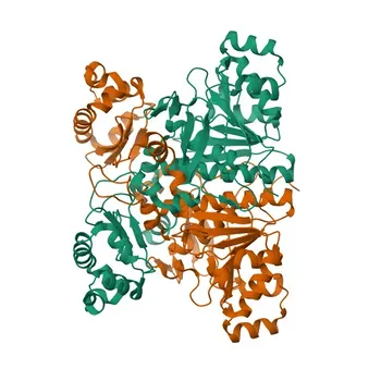 Anticorpo Policlonale Anti-SUGCT per WB, ELISA - Q9HAC7
