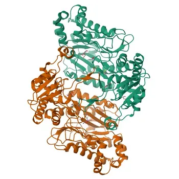 Anticorpo Monoclonal de Coelho Anti-PRD para WB, ELISA - P12955
