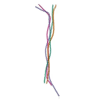 Anti-Lamin A/C Monoclonal Antibody for WB, IHC-P, IF/ICC, IP, ELISA - P02545