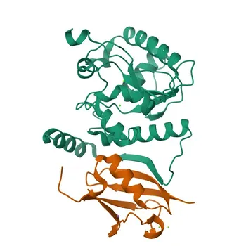 Anti-TDG Polyclonal Antibody for WB and ELISA - Q13569