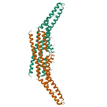 Anti-SH3GL2 Polyclonal Antibody for WB, IF/ICC, ELISA - Q99962