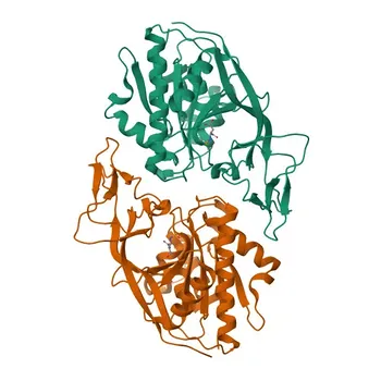 Anticorpo policlonale coniglio anti-ASPA per WB, IF/ICC, ELISA - P45381