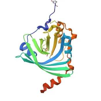 Anticorpo Monoclonal de Coelho Anti-ORM1/2 para WB, IHC-P, ELISA - P02763 / P19652