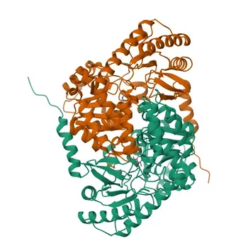 Anticorpo policlonale anti-ALAS2 per WB, ELISA - P22557