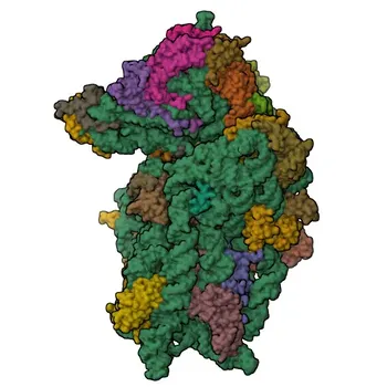Anti-LARP1 Rabbit Polyclonal Antibody for WB, ELISA - Q6PKG0