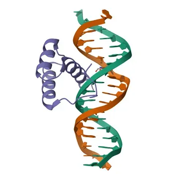 CDX1 Rabbit Polyclonal Antibody for WB, ELISA - P47902