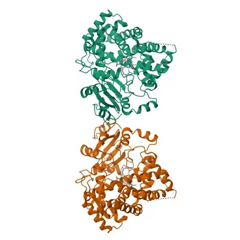 Anti-CYP3A4 Polyclonal Antibody for WB, IHC-P, IF/ICC, ELISA - P08684