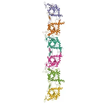 Anti-Septin 7 Polyclonal Antibody for WB, IHC-P, ELISA - Q16181