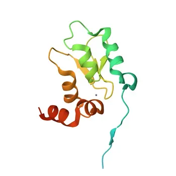 Anti-BIRC7 Polyclonal Antibody for WB, ELISA - Q96CA5