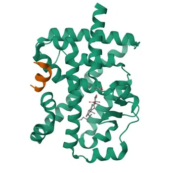 Anti-RORA Polyclonal Antibody for WB, ELISA - P35398