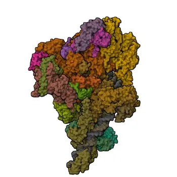 Anti-BRF2 Rabbit Polyclonal Antibody for WB and ELISA - Q9HAW0