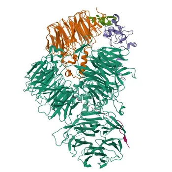 Anti-PAP Rabbit Polyclonal Antibody for WB, ELISA - P51003