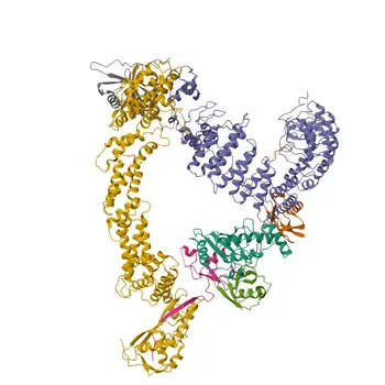 Coniglio anticorpo policlonale anti-UBC per WB, IHC-P, IF/ICC, ELISA - P0CG48