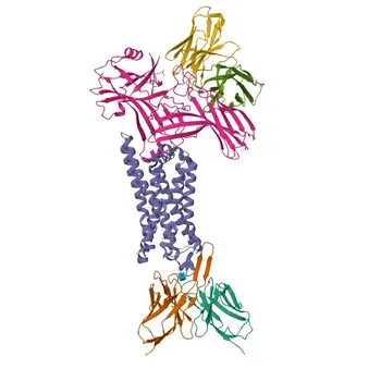 Anti-HTR2B Rabbit Polyclonal Antibody for WB, IF/ICC, ELISA - P41595
