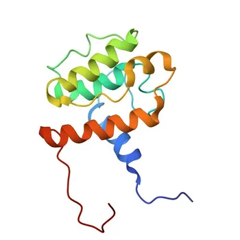 Anti-SMTN Polyclonal Antibody for WB, ELISA - P53814