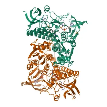 Anti-DLDH/DLD Rabbit Polyclonal Antibody for WB, IHC-P, ELISA - P09622