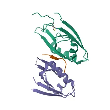 Anticorpo Policlonale Anti-DVL3 per WB, IHC-P, ELISA - Q92997