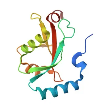 Anti-LC3B Monoclonal Antibody for WB, ELISA - Q9GZQ8