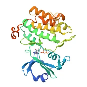 Anticorpo policlonale anti-PASK di coniglio per WB, IHC-P, IF/ICC, ELISA - Q96RG2