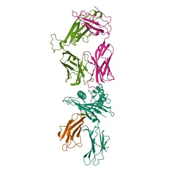 Anti-HLA-E Polyclonal Antibody for WB and ELISA - P13747