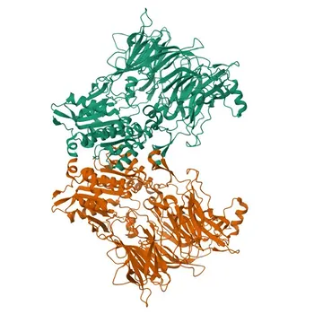 Anti-DPP8 Polyclonal Antibody for WB and ELISA - Q6V1X1
