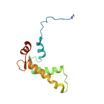 [Convalidato KO] Anticorpo policlonale anti-Nucleobindin-1 per WB, IF/ICC, ELISA - Q02818